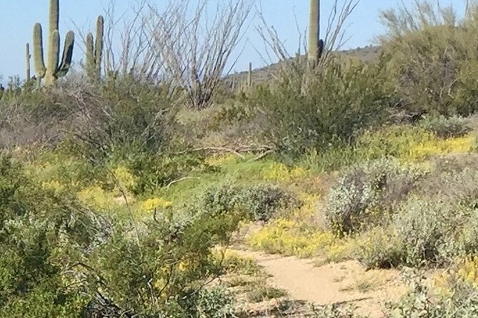 1-2 Hour Sonoran Desert Private Guided Hiking Tour - Key things that make this hike worth your time