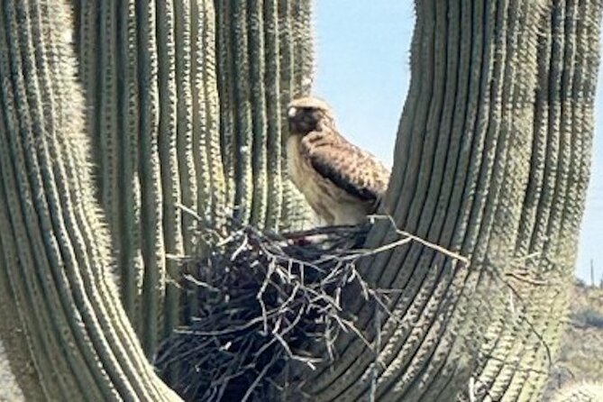 1-2 Hour Sonoran Desert Private Guided Hiking Tour - Hydration and snacks: small logistics that make a big difference