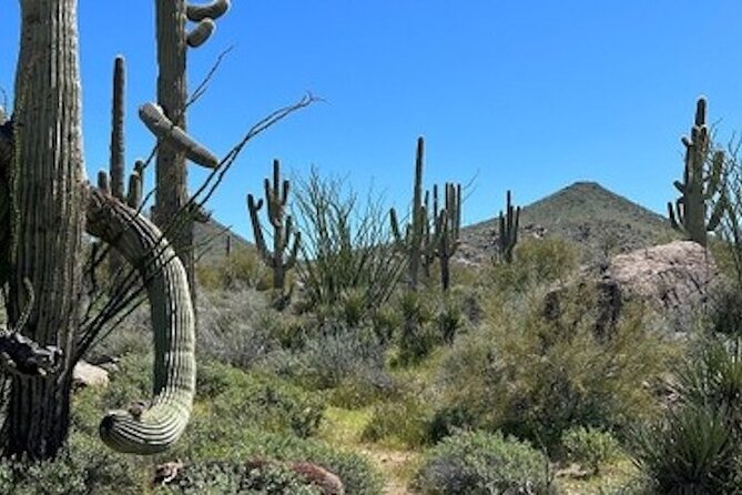 1-2 Hour Sonoran Desert Private Guided Hiking Tour - Views and trail options: how the route adjusts to your group