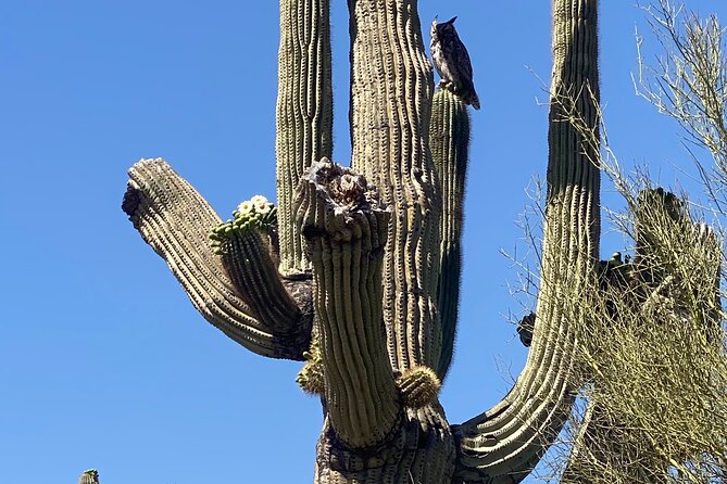 2 Hour Sonoran Desert Private Guided Mountain Bike Tour - How the Tour Tailors Trails to Your Ability