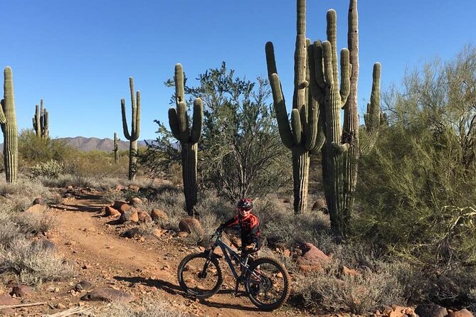3 Hour Sonoran Desert Private Guided Mountain Bike Tour - Your bike setup: suspension, brakes, and the gear that saves the day