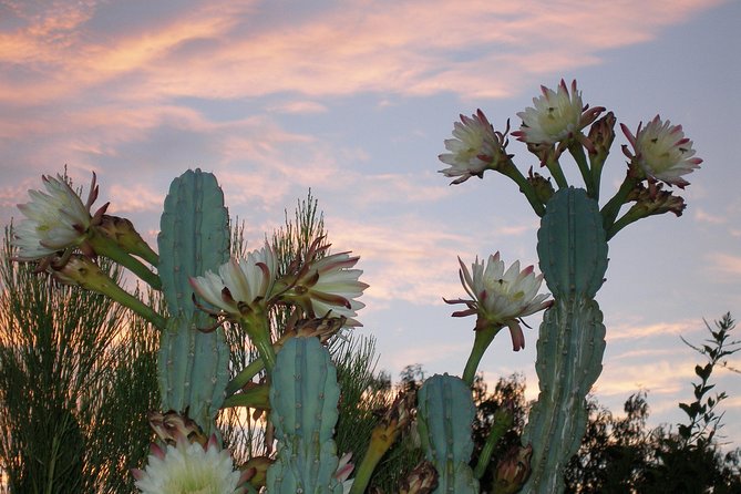 Apache Trail and Dolly Steamboat Van Tour - Who this tour suits best
