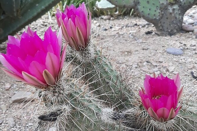 Apache Trail Private Half-Day Tour - Start with Pickup and a Real Plan, Not a Rush-Chase Day