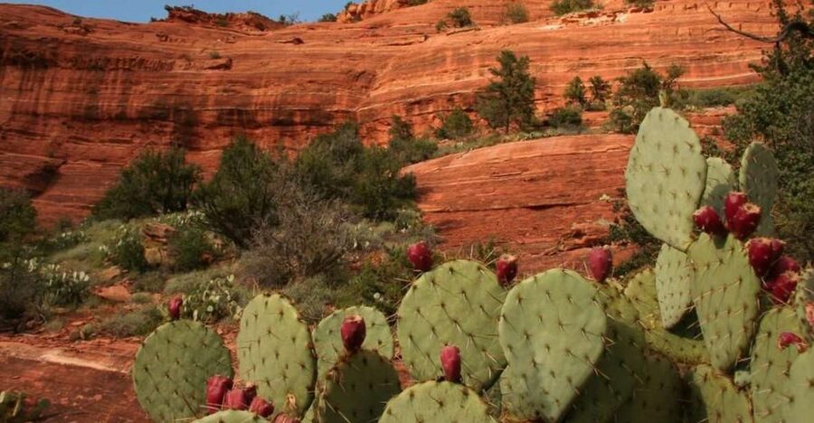 From Phoenix: Full-Day Sedona Small-Group Tour - From Phoenix to Sedona: A Full-Day Plan That Moves