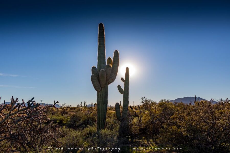 From Scottsdale: Sonoran Desert & Tonto National Forest Trip - Tonto National Forest and Verde River access: what the entry tickets unlock