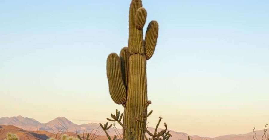 From Scottsdale: Sonoran Desert & Tonto National Forest Trip - Who should book this Sonoran Desert jeep tour?