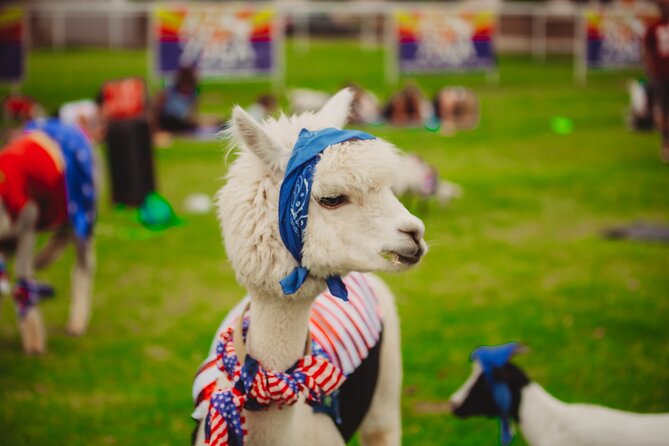 Goat and Alpaca Sound Bath - Gilbert Arizona - Goat Yoga Meets Sound Healing in Gilbert