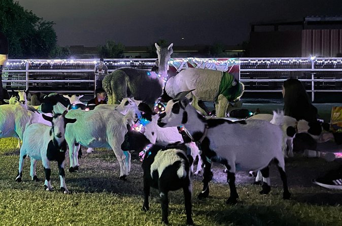 Goat and Alpaca Sound Bath - Gilbert Arizona - The sound bath part: gongs, bowls, and chimes under the stars