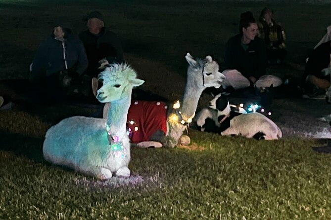 Goat and Alpaca Sound Bath - Gilbert Arizona - The host energy: humor plus a simple plan