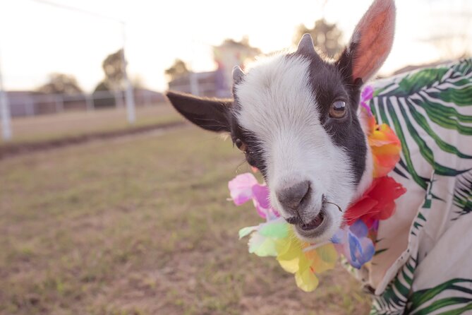 Goat and Alpaca Sound Bath - Gilbert Arizona - Who this fits best (and who might feel out of place)