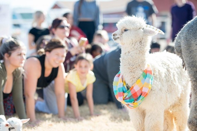 Goat and Alpaca Yoga in Arizona - Your 1-hour class: what actually happens