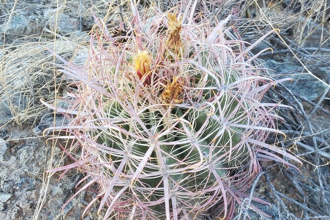 Guided Desert Sunrise or Evening/Sunset 2-Hour Hike at South Mtn - Quick hits you’ll feel on the trail
