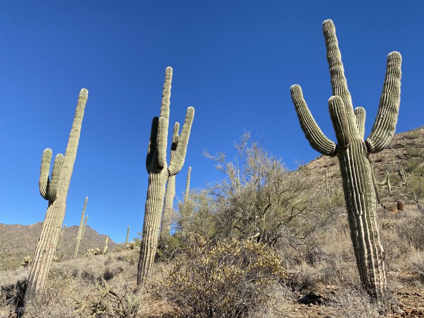 Phoenix: Amazing Two-Hour Guided Hike in the Sonoran Desert - Who This Hike Is Best For
