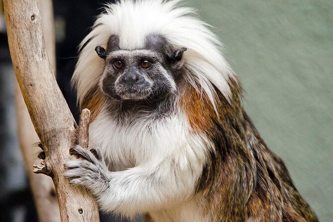 Phoenix Zoo Admission Ticket - Phoenix Zoo Admission Ticket: what you’re really paying for