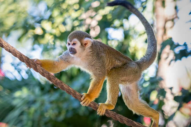Phoenix Zoo Admission Ticket - Animals you’ll look for: orangutans, tigers, Komodo dragons, and more