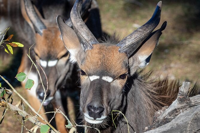 Phoenix Zoo Admission Ticket - Food, drinks, and the cost of staying comfortable