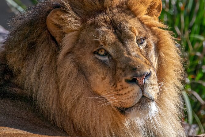 Phoenix Zoo Admission Ticket - The added extras: trolley rides, scooters, rides, and seasonal surprises
