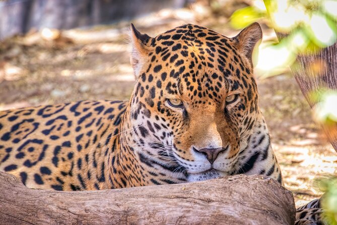 Phoenix Zoo Admission Ticket - How long to plan: 1 day is enough, but not for everyone