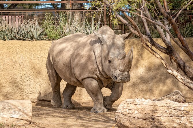 Phoenix Zoo Admission Ticket - Walking route reality: 125 acres means you need a plan