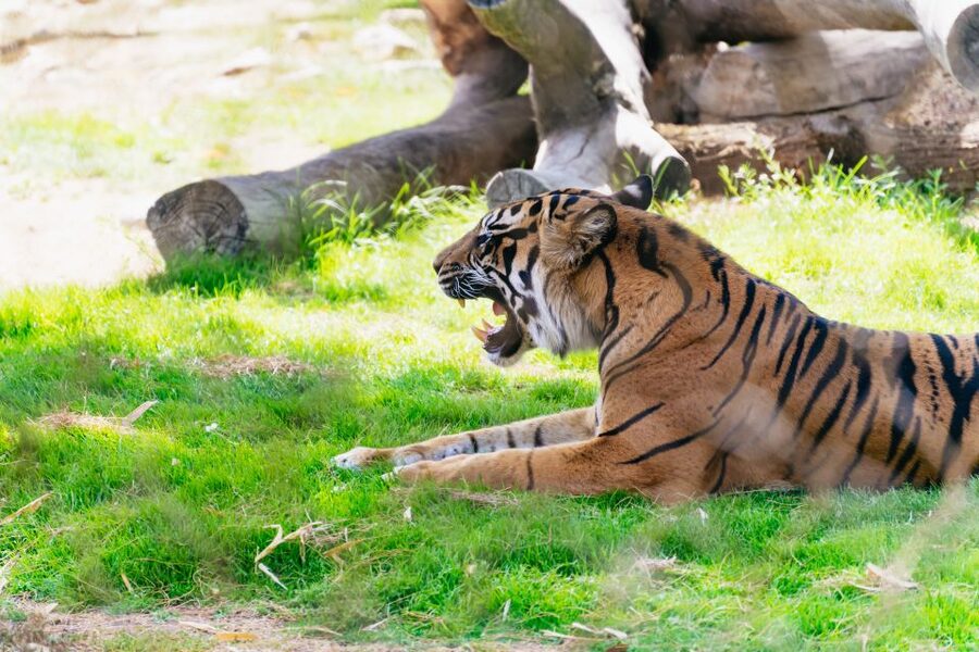 Phoenix Zoo One Day General Admission Ticket - Conservation context: why some exhibits feel slow and what that means for you
