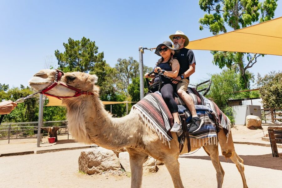 Phoenix Zoo One Day General Admission Ticket - Rides, food, and family breaks that keep the day from burning out