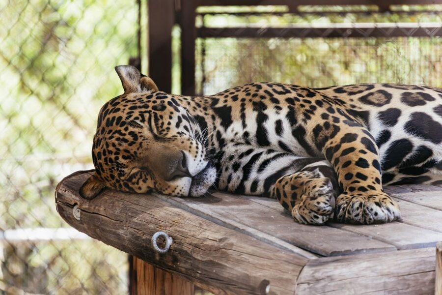 Phoenix Zoo One Day General Admission Ticket - Entry, rules, and practical tips that prevent headaches