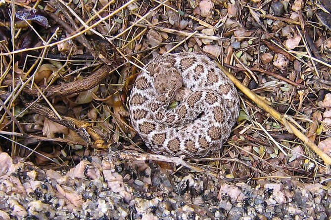 Reptile Hunting in The Sonoran Desert - Key things I’d circle before you book