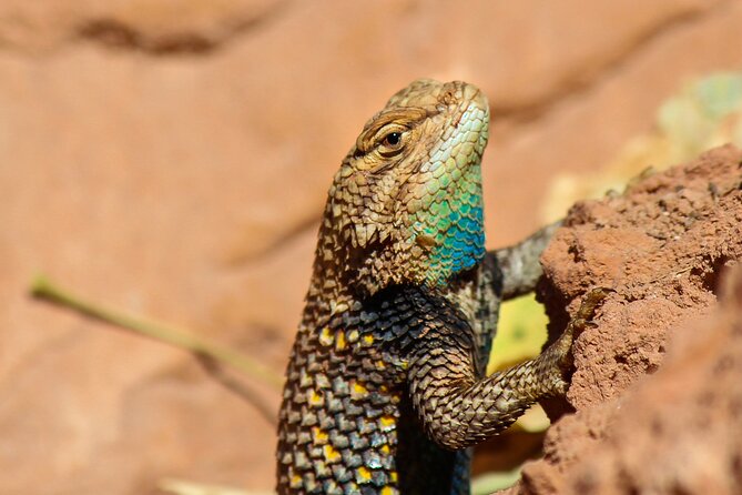 Reptile Hunting in The Sonoran Desert - What reptile hunting in Scottsdale is really like