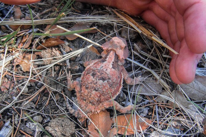 Reptile Hunting in The Sonoran Desert - David and the guide-led pace: why attention matters more than speed