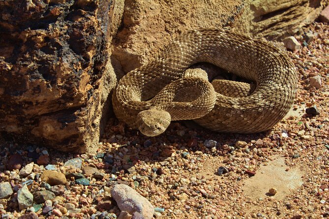 Reptile Hunting in The Sonoran Desert - What’s included, and what you should bring anyway