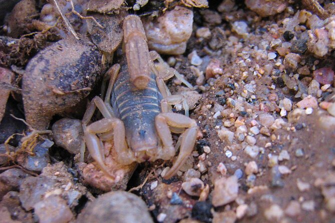 Reptile Hunting in The Sonoran Desert - Price and value: is $350 per person fair?
