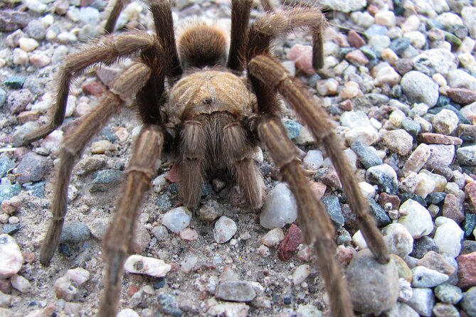 Reptile Hunting in The Sonoran Desert - Who should book this private reptile hunt?