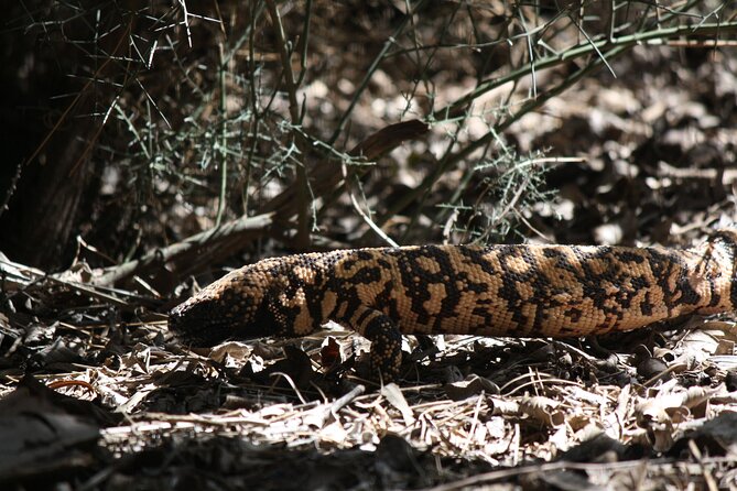Reptile Hunting in The Sonoran Desert - Pickup and timing: how to make the drive part worth it