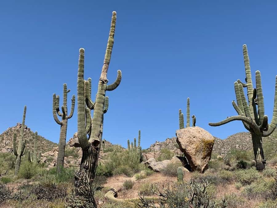 Scottsdale: Guided Mountain Bike Tour through the Desert - Starting at Pima Dynamite Trailhead, then getting rolling fast