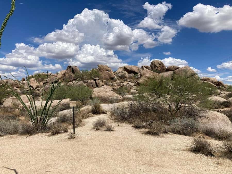 Scottsdale: Guided Mountain Bike Tour through the Desert - Skill-level trails: how the guide keeps it fun for beginners and experts