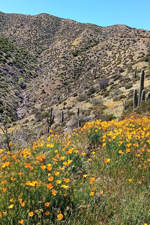 Scottsdale: Sonoran Desert to MountainTop Jeep Tour - From Carefree to Tonto National Forest: the route that makes the day work