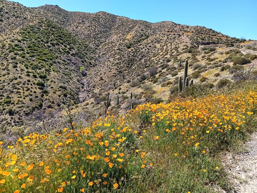 Scottsdale: Sonoran Desert to MountainTop Jeep Tour - Practical value check: is $175 worth it?