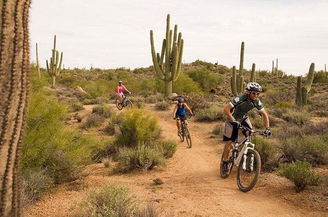Sonoran Desert Guided Mountain Bike Tour - Price and value: what $150 buys in the real world