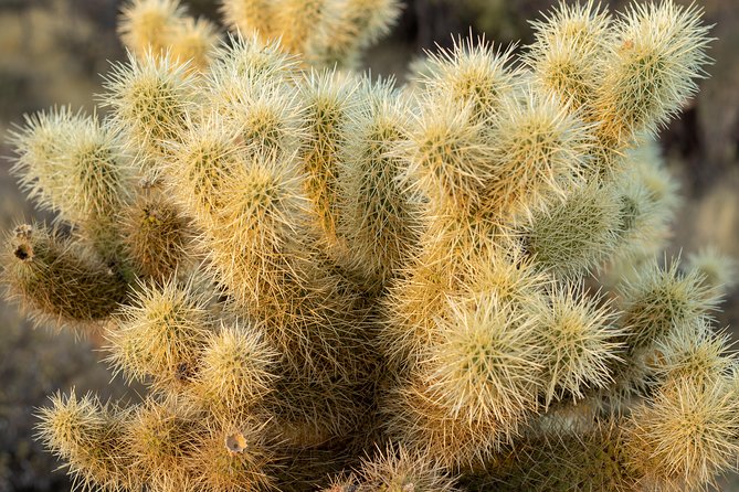 Sonoran Desert Jeep Tour - Reata Pass: stagecoach-era leftovers in the desert