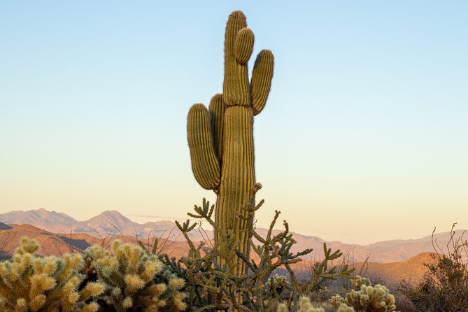 Saguaros at dusk in the Sonoran Desert near Phoenix